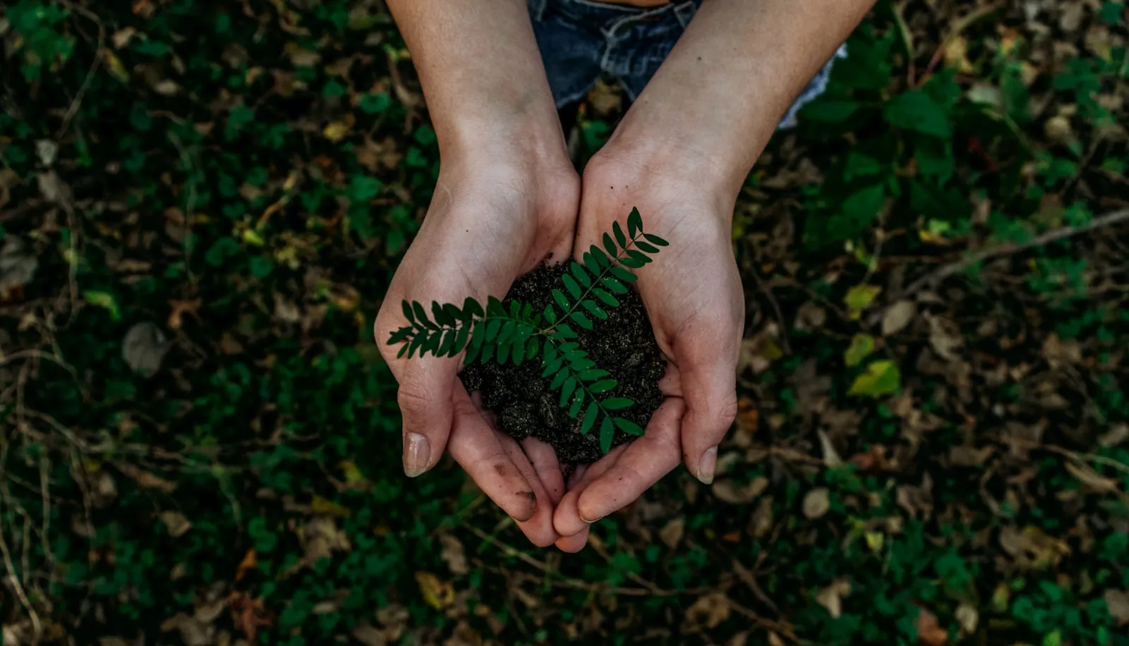 Hands holding a young plant seedling